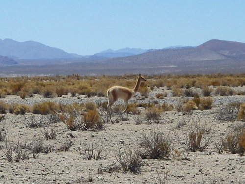 Vicuña.